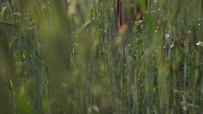 Video konektra Regal Rot Blumenwiese